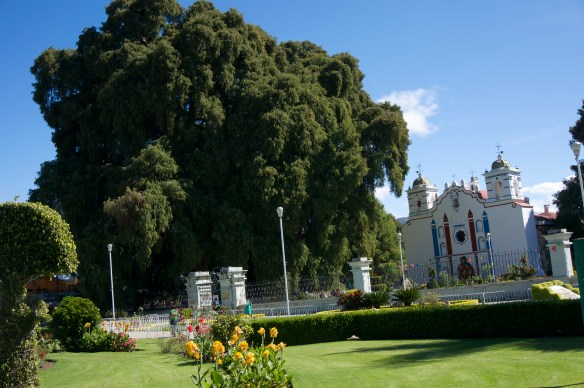 Incredible the way this 2000 year old tree dwarfs what is a really large cathedral.