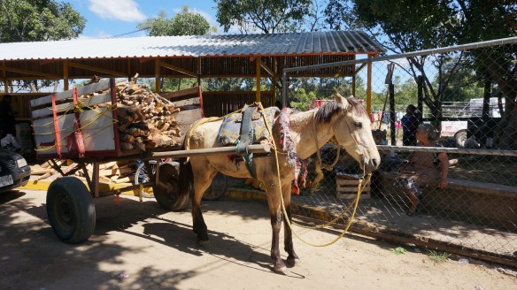 Picking up the weekly load of firewood.