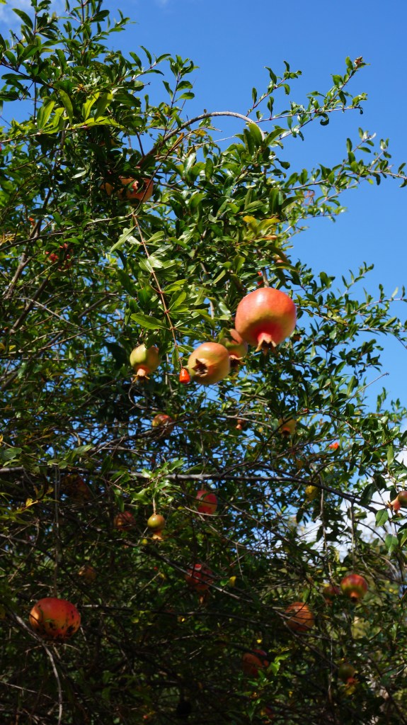 Pomegranates - in season right now, and plentiful!