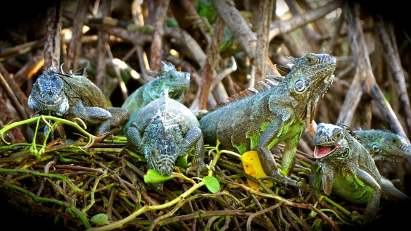 Iguanas everywhere … we were actually way to close to them for my comfort.