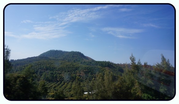 All around Uruapan, and the entire way on the highway from Uruapan to Patzcuaro are avocado trees, as far as you can see.  So interesting to them alongside pine trees.  