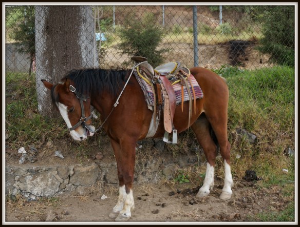 Horses all over town