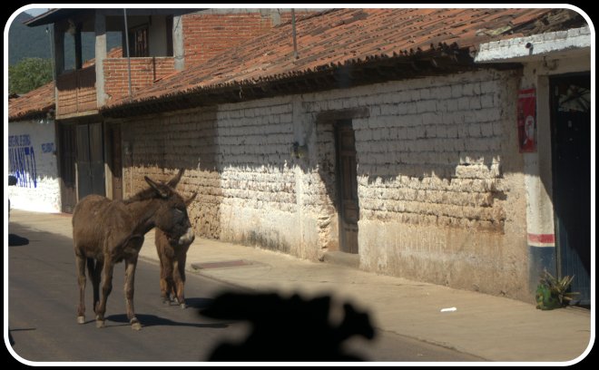 Okay, not in Mexico City - this was in Eronga - but how can you not be entertained knowing these guys might be behind or in front of your vehicle. Truly, we have seen a live goat loaded into a trunk in a very busy section of Mexico City though ….