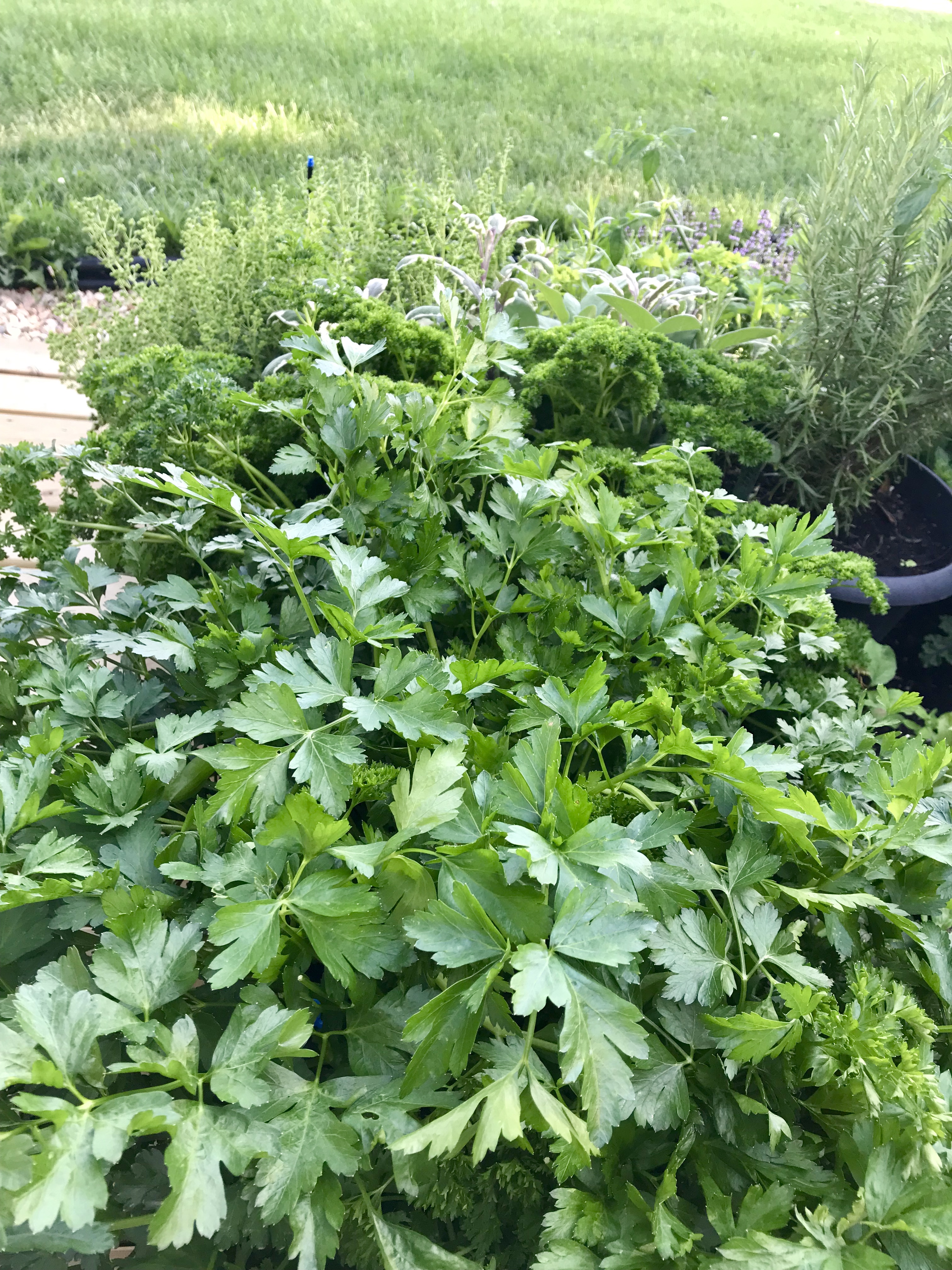 Creamy cucumber dressing 4